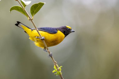 Sarı Kuş. Mor boğazlı bir Euphonia aynı zamanda Fim-fim olarak da bilinir. Tür Euphonia klorotica. Kuş gözlemciliği. Kuş sever..