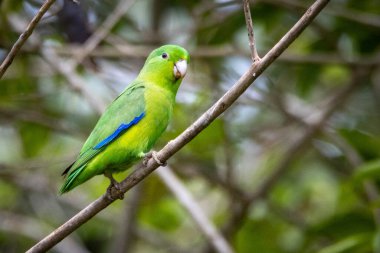 Mavi kanatlı bir Parrotlet, Tuim 'in dala tünediğini de bilir. Tür Forpus xanthopterygius. Hayvanlar Dünyası. Kuş sever. Kuş gözlemciliği. Kuşçuluk. Brezilya 'daki en küçük papağan..