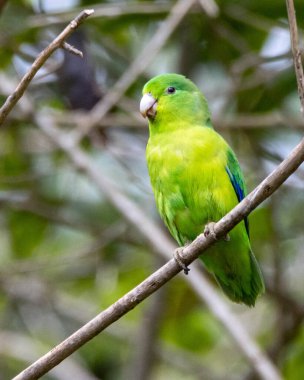 Mavi kanatlı bir Parrotlet, Tuim 'in dala tünediğini de bilir. Tür Forpus xanthopterygius. Hayvanlar Dünyası. Kuş sever. Kuş gözlemciliği. Kuşçuluk. Brezilya 'daki en küçük papağan..