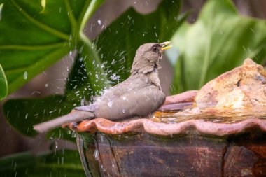 Kremalı Thrush, aynı zamanda bir çeşmede yıkanan Sabia Poca olarak da bilinir. Türleri Turdus amaurochalinus. Kuş sever. Kuş gözlemciliği. Kuşçuluk.