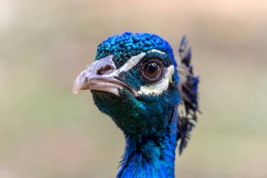 Mavi bir tavus kuşu aynı zamanda Hint Peafowl ya da Mavi Peafowl olarak da bilinir. Tür Pavo kristali. Hayvan sevdalısı. Hayvan Dünyası.