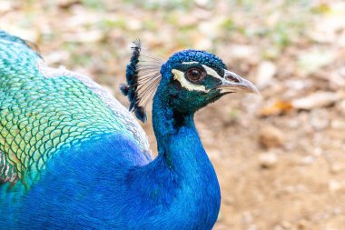 Mavi bir tavus kuşu aynı zamanda Hint Peafowl ya da Mavi Peafowl olarak da bilinir. Tür Pavo kristali. Hayvan sevdalısı. Hayvan Dünyası.