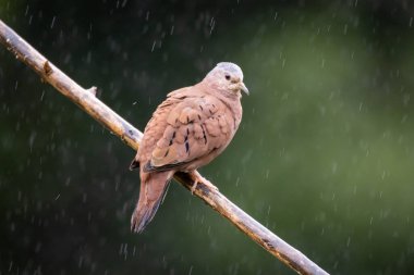 Yağmurun altındaki bir dala tünemiş kahrolası bir güvercin. Species Columbina talpacoti, Rolinha olarak da bilinir. Hayvanlar Dünyası. Kuş gözlemciliği. Kuşçuluk.