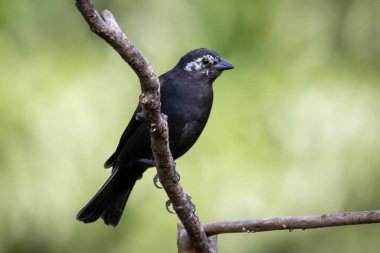 Shiny Cowbird, Chupim ya da Mirlo olarak da bilinir. Brezilya 'nın en tipik siyah kuşunun tüm güzelliği ve varlığı. Tür Molothrus bonariensis. Kuş gözlemcisi. Kuşçuluk