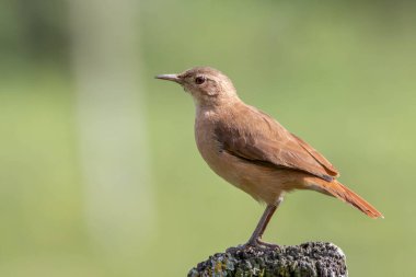 Bagaja tünemiş bir Rufous Hornero. Tür Furnarius Rufus da Joao de Barro 'yu tanıyor. Evini kilden üremek için inşa eden kuş. Arjantin 'in ulusal sembolü. Kuş İzleyici.