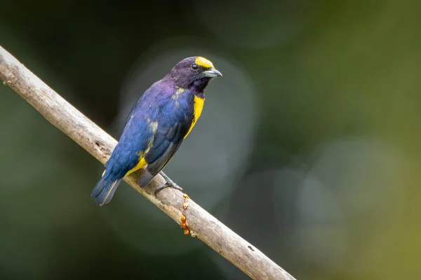 Yellow Bird. A Purple-throated Euphonia also known as Fim-fim perched on the branch. Species Euphonia chlorotica. Birdwatching. bird lover.
