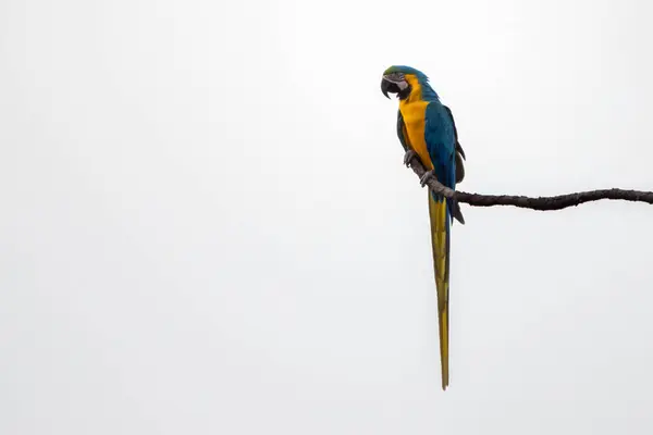 Blue Yellow Macaw Perched Tree Branch Species Ara Ararauna Also — Stock Photo, Image