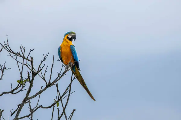 Blue Yellow Macaw Perched Tree Branch Species Ara Ararauna Also — Stock Photo, Image