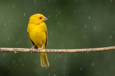 Saffron Finch 'in bir erkeği Canario ya da Chirigue Azafranado olarak da bilinir. Tür Sicalis flaveola. Kuş gözlemcisi. Kuş sever. Kuşçuluk. Sarı Kuş.