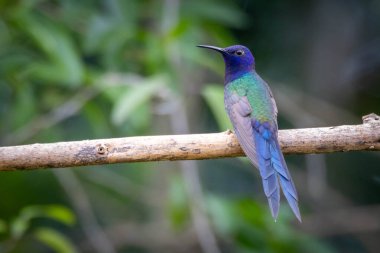 Kırlangıç kuyruklu sinekkuşu yağmur altında bir dala tünedi. Tür Eupetomena makroura aynı zamanda Beija-flor Tesoura olarak da bilinir. Kuş gözlemciliği. Hayvanlar Dünyası. Kuş sever. Kuşçuluk.