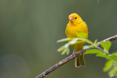 A male of Saffron Finch also known as Canario or Chirigue Azafranado perched on the branch. Species Sicalis flaveola. Birdwatcher.  Bird lover. Birding. Yellow bird. clipart