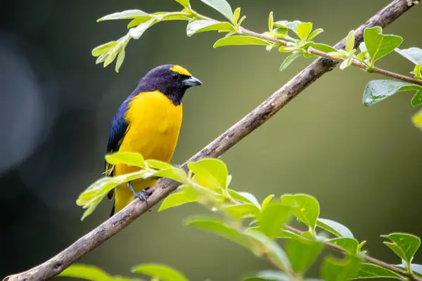 Yellow Bird. A Purple-throated Euphonia also known as Fim-fim perched on the branch. Species Euphonia chlorotica. Birdwatching. bird lover.