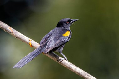 Siyah kanatlı sarı kuş bir ağaca tünedi. Tür Icterus pyrhopterus da Encontro 'yu tanır. Kuş gözlemciliği. Hayvanlar Dünyası. Kuş sever. Kara kuş..