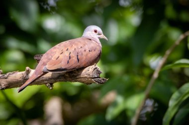 Bir dalın üzerine tünemiş lanet bir güvercin. Brezilya ve Güney Amerika 'dan Rolinha olarak bilinen küçük bir tropikal güvercindir. Species Columbina talpacoti. Hayvanlar Dünyası. Kuş gözlemciliği. Kuşçuluk.