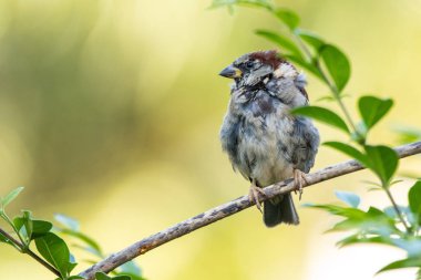 Serçe ayrıca Pardal ya da Gorrion olarak da bilinir. Tür Passer domesticus. Hayvanlar Dünyası. Kuş izleme.