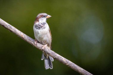 Serçe ayrıca Pardal ya da Gorrion olarak da bilinir. Tür Passer domesticus. Hayvanlar Dünyası. Kuş izleme.