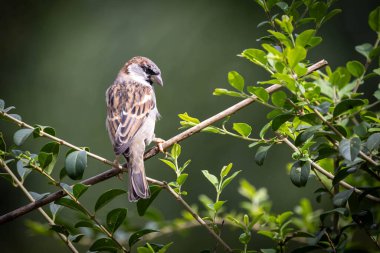 Serçe ayrıca Pardal ya da Gorrion olarak da bilinir. Tür Passer domesticus. Hayvanlar Dünyası. Kuş izleme.