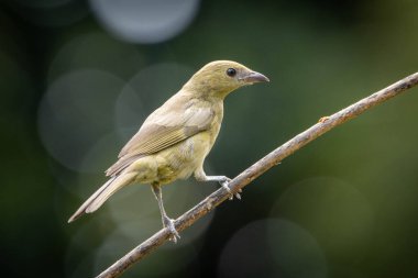 Yeşil kuş. Bir Palm Tanager aynı zamanda Sanhaco ya da Coconut Tanager olarak da bilinir. Tür Thraupis palmarum. Kuş gözlemciliği. Kuşçuluk.