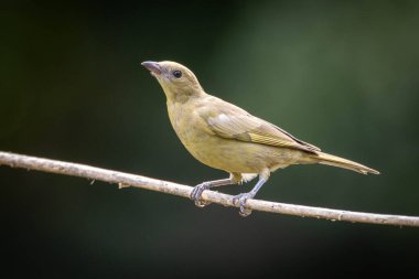 Yeşil kuş. Bir Palm Tanager aynı zamanda Sanhaco ya da Coconut Tanager olarak da bilinir. Tür Thraupis palmarum. Kuş gözlemciliği. Kuşçuluk.