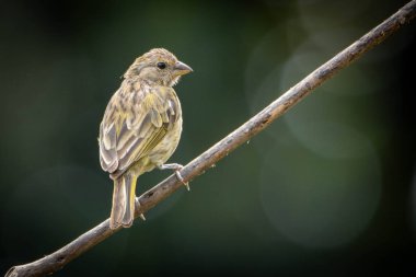 Saffron Finch 'in dişisi Canario ya da Chirigue Azafranado olarak da bilinir. Tür Sicalis flaveola. Kuş gözlemcisi. Kuş sever. Kuşçuluk. Sarı Kuş.