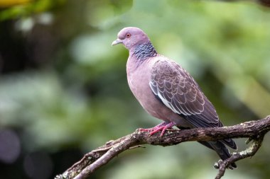 Picazuro Güvercini, Asa Branca olarak da bilinir. Brezilya 'ya özgü büyük güvercin. Tür Patagioenas Picazuro. Hayvanlar Dünyası. Kuş izleme..