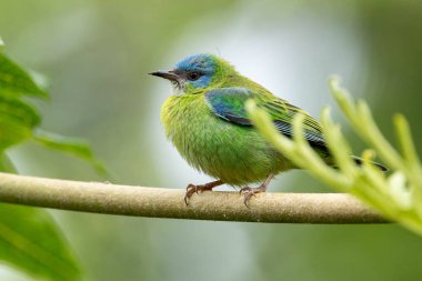 Turquoise bird from Brazil. A female of Blue Dacnis also know as Sai-azul perched on the branches of a tree. Species  Dacnis cayana. Animal world. Birdwatching.  Birding. clipart