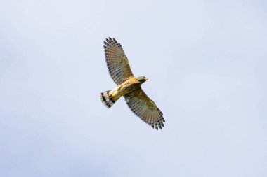 Roadside Hawk 'ın uçuşu Gaviao-carijo olarak da bilinir. Tür Rupornis magnirostris. Hayvanlar Dünyası. Kuş sever. Kuş gözlemciliği. Şahin avı.