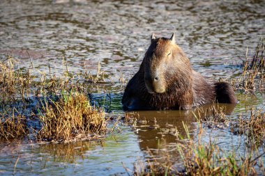 Gölün kenarında güneşlenen bir Capybara. Tür Hydrochoerus hydrochaeris. Vahşi yaşam. Cerrado Hayvansever.