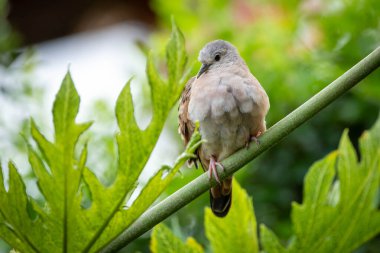 Yağmurun altındaki bir dala tünemiş kahrolası bir güvercin. Species Columbina talpacoti, Rolinha olarak da bilinir. Hayvanlar Dünyası. Kuş gözlemciliği. Kuşçuluk.