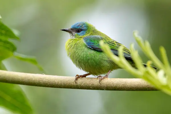 Pássaro Turquesa Brasil Uma Fêmea Blue Dacnis Também Conhecida Como Imagens De Bancos De Imagens