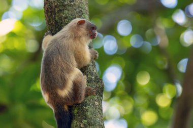 Siyah kuyruklu marmoset, Sagui-do Cerrado 'nun bir ağaç gövdesinde asılı olduğunu da biliyor. Tür Mico melanurus. Hayvanlar Dünyası. Güney Amerika 'dan maymun..