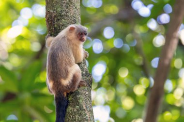 Siyah kuyruklu marmoset, Sagui-do Cerrado 'nun bir ağaç gövdesinde asılı olduğunu da biliyor. Tür Mico melanurus. Hayvanlar Dünyası. Güney Amerika 'dan maymun..