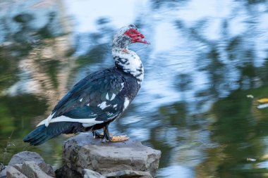 The Muscovy duck also knows Pato-do-mato. Species Cairina moschata. Duck native to the Americas. Wild animals. Animal world. clipart