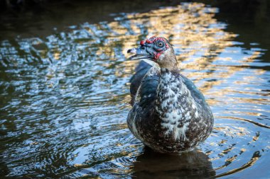 The Muscovy duck also knows Pato-do-mato swiming in a lake. Species Cairina moschata. Duck native to the Americas. Wild animals. Animal world. clipart