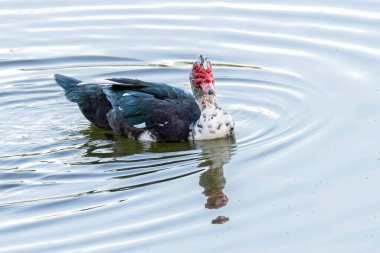 The Muscovy duck also knows Pato-do-mato swiming in a lake. Species Cairina moschata. Duck native to the Americas. Wild animals. Animal world. clipart