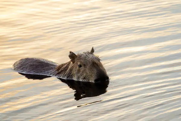 湖の端にあるカピバラの日光浴 種Hydrochoerus Hydrochairis 野生動物 セラード動物愛好家 ロイヤリティフリーのストック写真