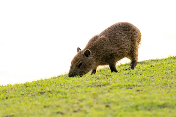 Den Capybara Betar Gräs Arten Hydrochoerus Hydrochaeris Djurliv Cerrado Djur Royaltyfria Stockbilder