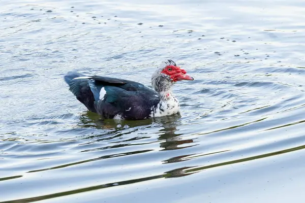 Pato Moscovo Também Conhece Pato Mato Nadando Lago Espécie Cairina Fotos De Bancos De Imagens