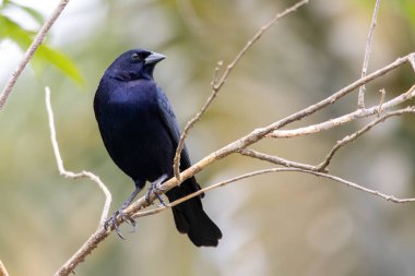 Shiny Cowbird, Chupim ya da Mirlo olarak da bilinir. Brezilya 'nın en tipik siyah kuşunun tüm güzelliği ve varlığı. Tür Molothrus bonariensis. Kuş gözlemcisi. Kuşçuluk
