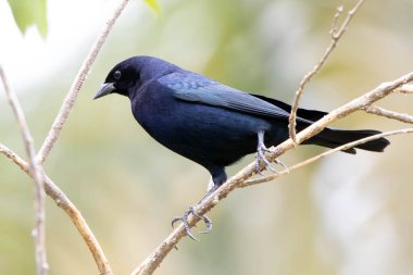 Shiny Cowbird, Chupim ya da Mirlo olarak da bilinir. Brezilya 'nın en tipik siyah kuşunun tüm güzelliği ve varlığı. Tür Molothrus bonariensis. Kuş gözlemcisi. Kuşçuluk