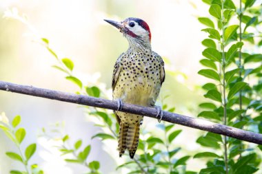 Pica-pau ya da Carpintero olarak da bilinen yeşil çizgili bir ağaçkakan dala tünemişti. Tür Colaptes melanokloros. Kuş gözlemciliği. Kuşçuluk. Kuş sever.