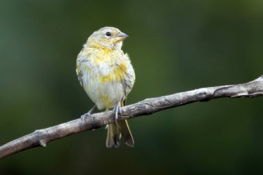 Genç bir Saffron Finch Canario ya da Chirigue Azafranado olarak da bilinir. Tür Sicalis flaveola. Kuş gözlemcisi. Kuş sever. Kuşçuluk. Sarı Kuş