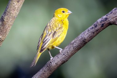 A male of Saffron Finch also known as Canario or Chirigue Azafranado perched on the branch. Species Sicalis flaveola. Birdwatcher.  Bird lover. Birding. Yellow bird.