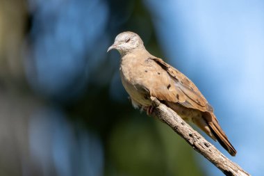 Bir dalın üzerine tünemiş lanet bir güvercin. Uyku vakti. Species Columbina talpacoti, Rolinha olarak da bilinir. Hayvanlar Dünyası. Kuş gözlemciliği. Kuşçuluk-