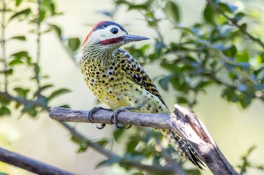 Pica-pau ya da Carpintero olarak da bilinen yeşil çizgili bir ağaçkakan dala tünemişti. Tür Colaptes melanokloros. Kuş gözlemciliği. Kuşçuluk. Kuş sever.
