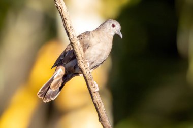 Yağmurun altındaki bir dala tünemiş kahrolası bir güvercin. Brezilya ve Güney Amerika 'dan Rolinha olarak bilinen küçük bir tropikal güvercindir. Species Columbina talpacoti. Hayvanlar Dünyası. Kuş gözlemciliği. Kuşçuluk