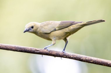 Yeşil kuş. Bir Palm Tanager aynı zamanda Sanhaco ya da Coconut Tanager olarak da bilinir. Tür Thraupis palmarum. Kuş gözlemciliği. Kuşçuluk