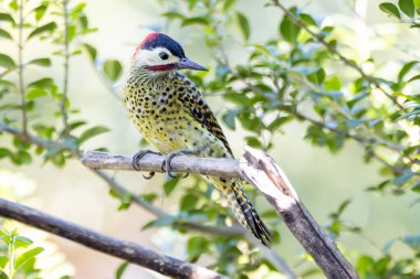 Pica-pau ya da Carpintero olarak da bilinen yeşil çizgili bir ağaçkakan dala tünemişti. Tür Colaptes melanokloros. Kuş gözlemciliği. Kuşçuluk. Kuş sever.