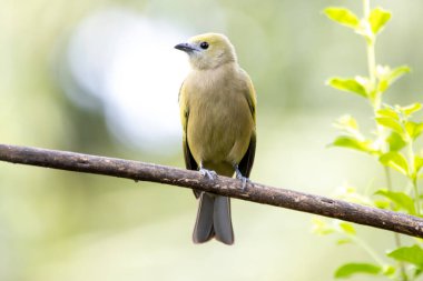 Yeşil kuş. Bir Palm Tanager aynı zamanda Sanhaco ya da Coconut Tanager olarak da bilinir. Tür Thraupis palmarum. Kuş gözlemciliği. Kuşçuluk