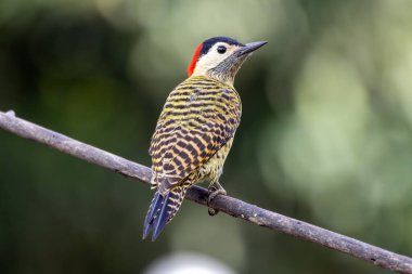 Pica-pau ya da Carpintero olarak da bilinen yeşil çizgili bir ağaçkakan dala tünemişti. Tür Colaptes melanokloros. Kuş gözlemciliği. Kuşçuluk. Kuş sever.